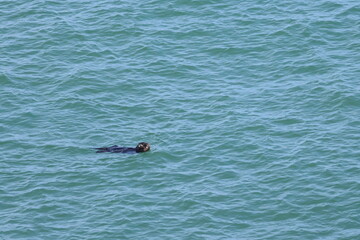Fototapeta premium sea otter