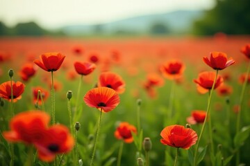 Obraz premium A field of red poppies swaying gently in the wind, nature, calm, peaceful