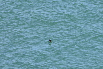 sea otter