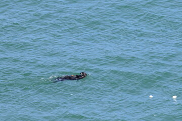 Fototapeta premium sea otter