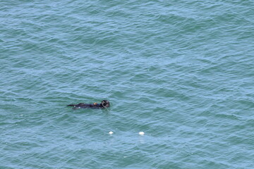 sea otter