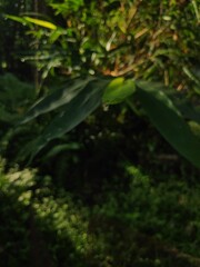 Dew-drop close-up on bamboo leaf