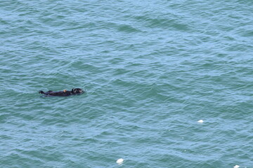 Fototapeta premium sea otter
