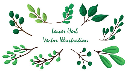 Leaves herb. Natural botanical elements. Vector illustration