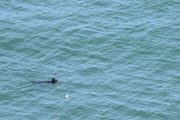 sea otter