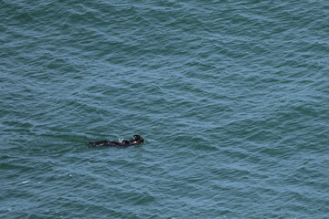 Fototapeta premium sea otter