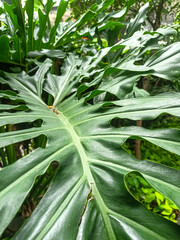 Obraz premium wide green leaves of a tropical plant growing luxuriantly, adding to the natural beauty of its surroundings.