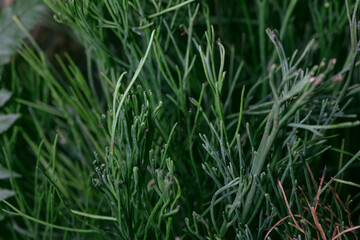 Whisk fern-Psilotum nudum