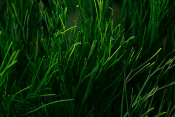Whisk fern-Psilotum nudum