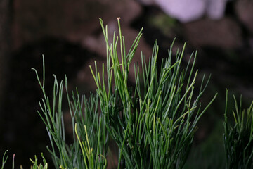 Whisk fern-Psilotum nudum
