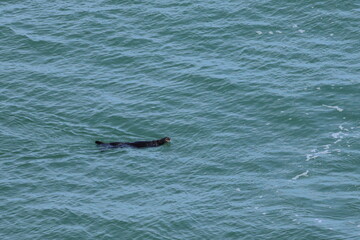 Fototapeta premium sea otter