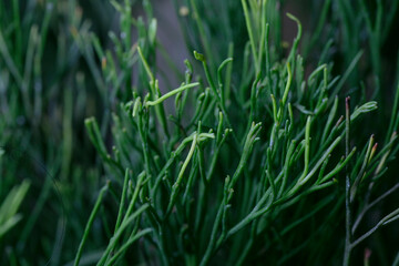 Whisk fern-Psilotum nudum