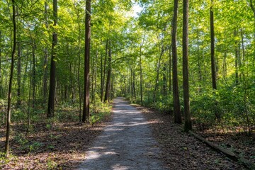 Obraz premium Serene Forest Pathway Surrounded by Lush Green Trees and Foliage
