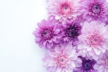 Obraz premium A fresh and colorful image of purple and pink chrysanthemums placed on a white background, evoking a sense of calm and serenity.