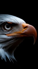 Fototapeta premium Bald Eagle Portrait Dark Background Closeup Profile