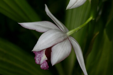 Wild thing Orchid-Phaius microburst