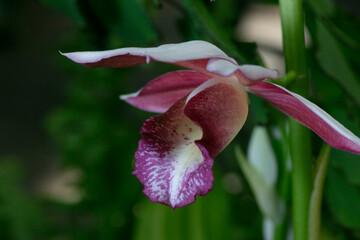 Wild thing Orchid-Phaius microburst