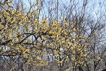 ロウバイ「ソシンロウバイ」