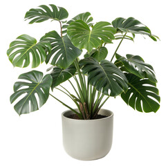 Modern and clean Lush Monstera Deliciosa Plant in a Pot, Perfect for Home Decor