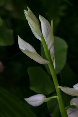Wild thing Orchid-Phaius microburst