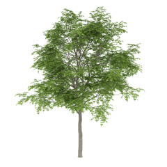 Obraz premium tree isolated on white background