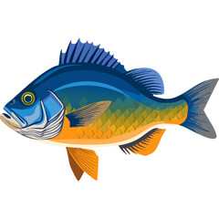 A colorful illustration of a panfish