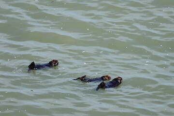 sea otter