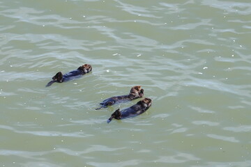 sea otter