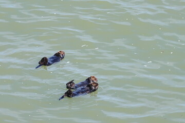 sea otter