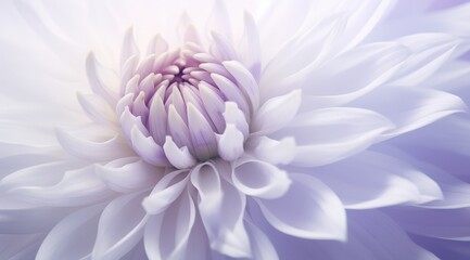 Obraz premium Pale Dahlia Close-up, Soft Light, Floral Background, Peaceful Nature