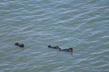 sea otter