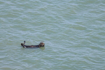 sea otter