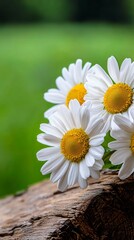 Obraz premium Daisies on Rustic Wooden Stump, Green Background