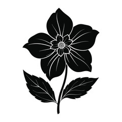 A Cosmos flower silhouette