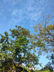 Beautiful trees and sky