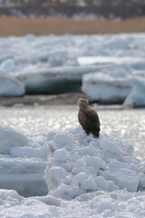 white-tailed eagle