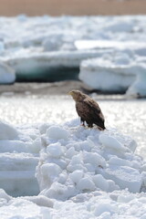 white-tailed eagle