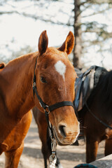 portrait of a horse