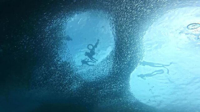 School of sardines in Moalboal, Cebu Island, Philippines. sardine run, snorkeling and scuba diving tourist destination. 