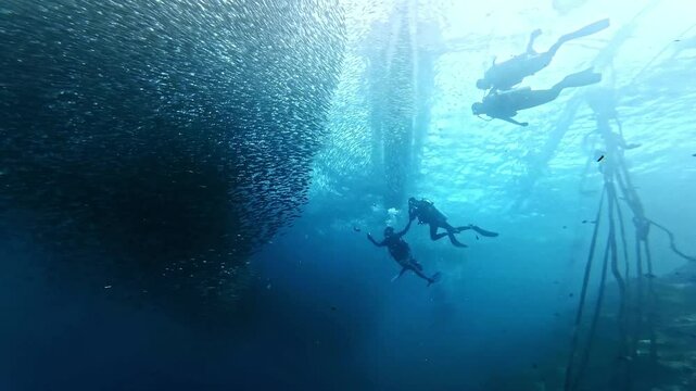 School of sardines in Moalboal, Cebu Island, Philippines. sardine run, snorkeling and scuba diving tourist destination. 