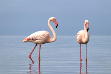 Wild african birds. Two Great african flamingos  walking around the blue lagoon against bright sky