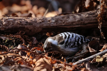 japanese pygmy woodpecker