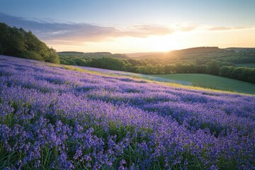 Sunset over a sprawling field of vibrant purple bluebells, creating a serene and picturesque landscape.