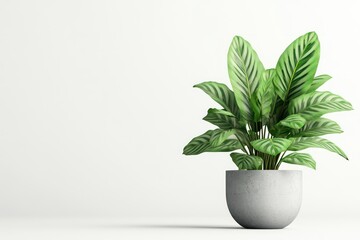 Obraz premium A minimalist 3D rendering of a calathea plant in a modern pot, isolated on a white background, with the plantâ€™s bold and patterned leaves standing out.