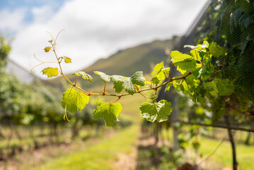 vineyard in spring