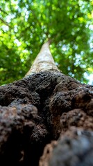 Obraz premium View Looking Up the Textured Bark of a Tall Tree Through Green Canopy Towards the Sky Above