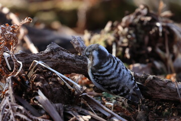 japanese pygmy woodpecker