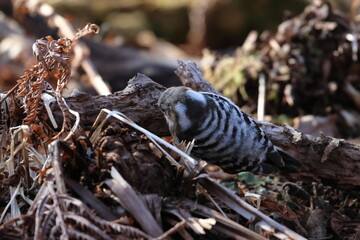 japanese pygmy woodpecker