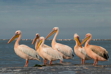 Great African pelicans standing on the shore of the Atlantic Ocean against a vibrant sky. A stunning wildlife scene capturing the beauty of nature and coastal birds