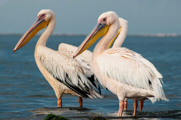 Great African pelicans standing on the shore of the Atlantic Ocean against a vibrant sky. A stunning wildlife scene capturing the beauty of nature and coastal birds